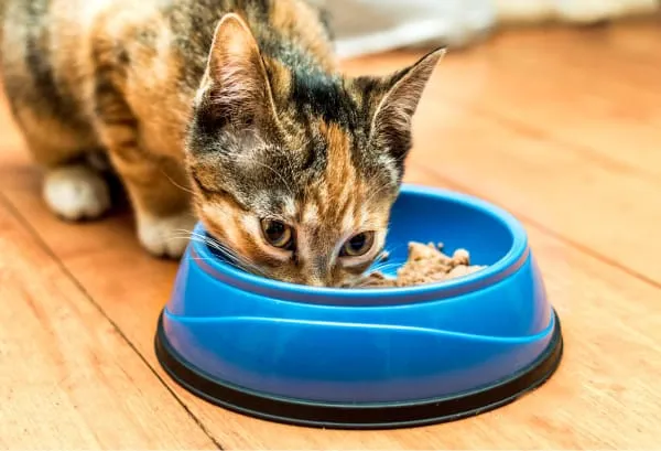 Alimentos para mascotas